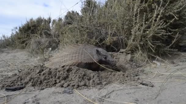 Armadillo close up portrait — Stok Video