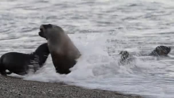 Selo de leão marinho na praia — Vídeo de Stock