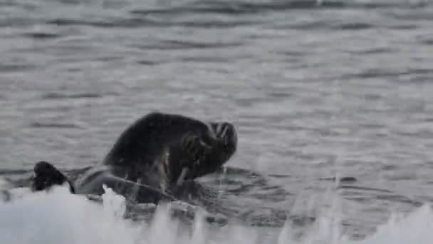 Oroszlánfóka a strandon — Stock videók