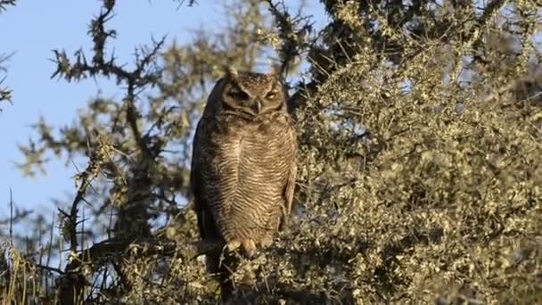 Grey owl portrait — 비디오