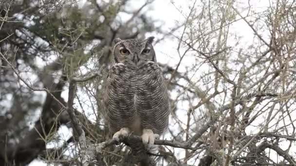 Grey owl portrait — Stock videók