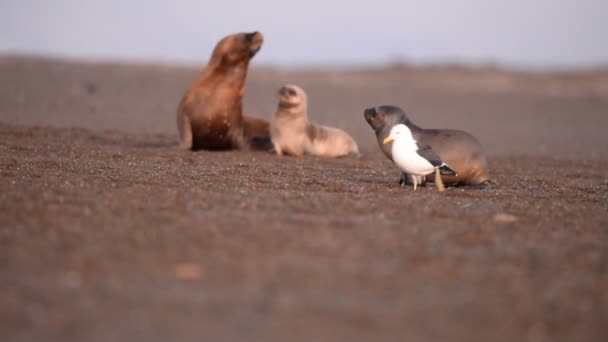 Sea lion seal on the beach — Stock Video