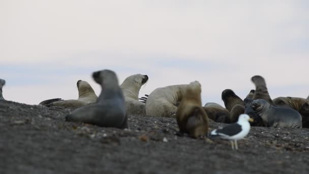 海滩上的海狮海豹 — 图库视频影像