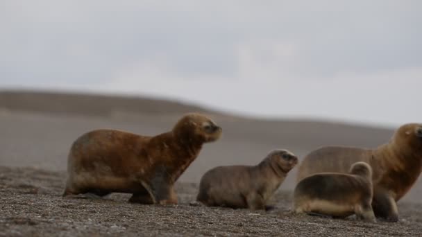 Foca leone marino sulla spiaggia — Video Stock