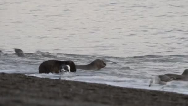 Lobo marino en la playa — Vídeos de Stock