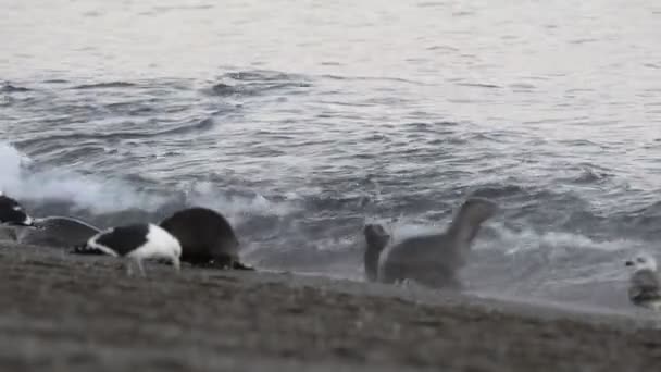 Selo de leão marinho na praia — Vídeo de Stock