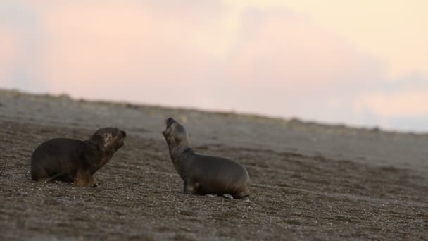 Zeeleeuw zeehond op het strand — Stockvideo