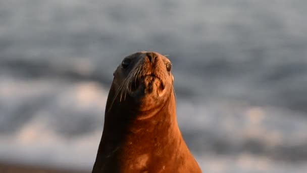 Sea lion seal on the beach — Stock Video