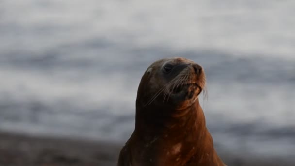 Lobo marino en la playa — Vídeos de Stock