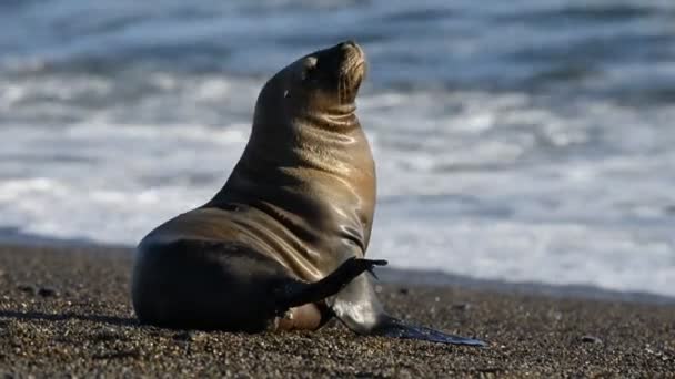 Zeeleeuw zeehond op het strand — Stockvideo