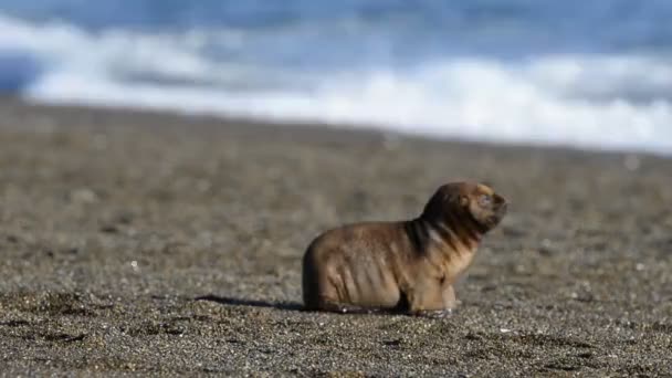 Lobo marino en la playa — Vídeos de Stock