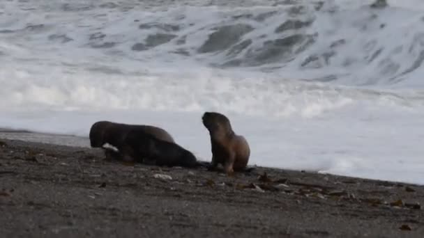 Lobo marino en la playa — Vídeos de Stock