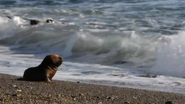 Sea lion seal on the beach — Stock Video