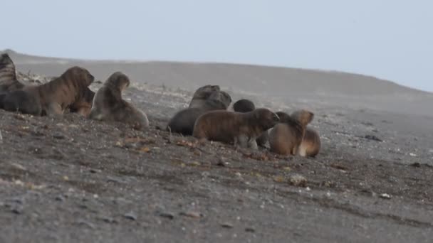 Foca leone marino sulla spiaggia — Video Stock