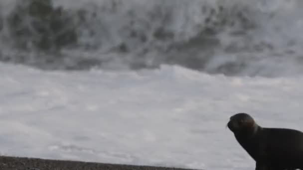 Sea lion seal on the beach — Stock Video