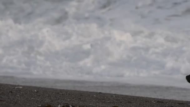 Φώκια θαλάσσιου λέοντα στην παραλία — Αρχείο Βίντεο