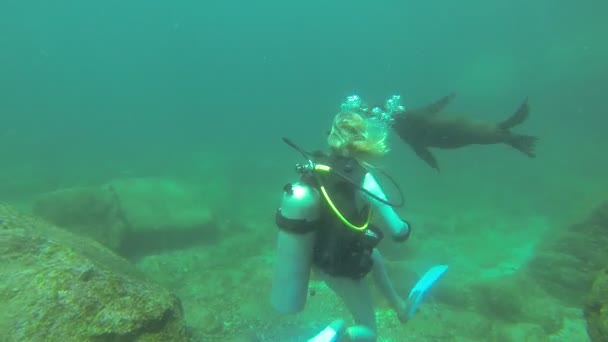 Sea lion seal underwater — Stock Video