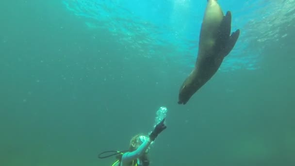 Seelöwenrobbe unter Wasser — Stockvideo