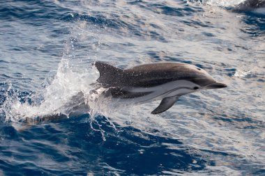 Derin mavi denize atlama sırasında yunuslar