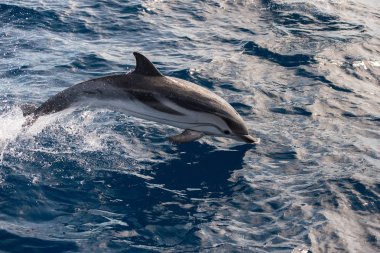 Derin mavi denize atlama sırasında yunuslar