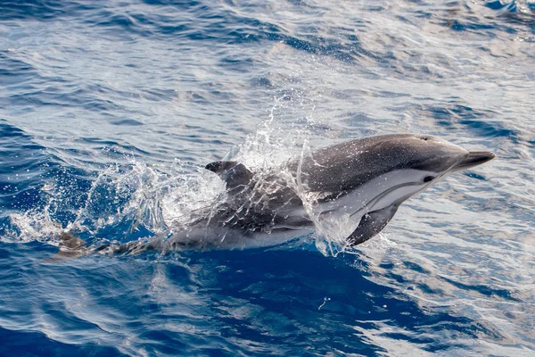 Delfiner medan hoppa i djupa blå havet — Stockfoto