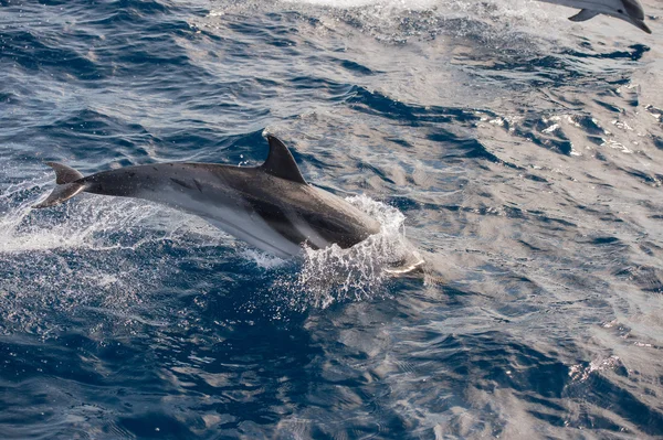Delfini mentre saltano nel mare blu profondo — Foto Stock
