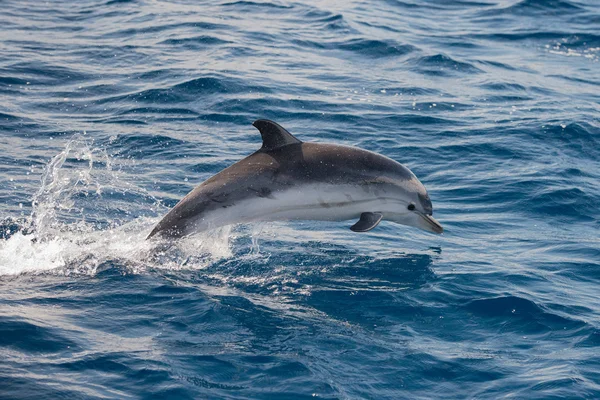 Delfines mientras saltan en el mar azul profundo — Foto de Stock