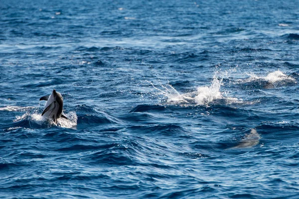 Derin mavi denize atlama sırasında yunuslar — Stok fotoğraf