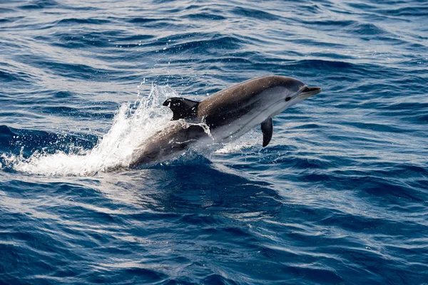 Delfines mientras saltan en el mar azul profundo —  Fotos de Stock