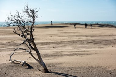çöl beach kumulları rüzgarlı gün