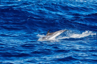 Derin mavi denize atlama sırasında yunuslar