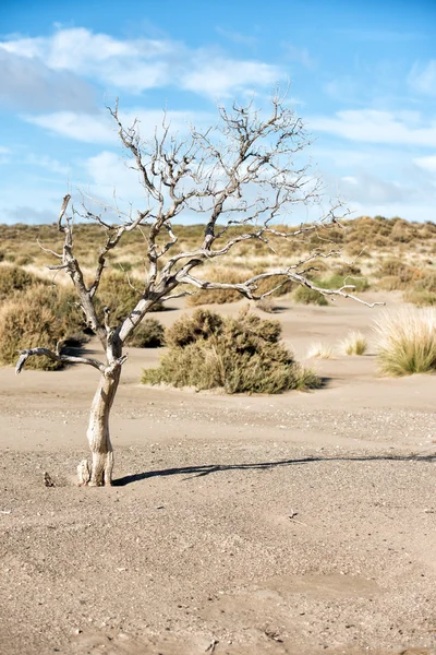 Desert sand dunes on windy day — Stock Photo, Image