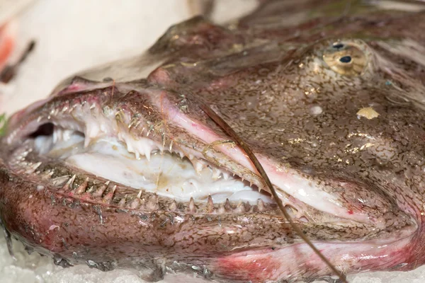 Fresh giant frog fish at the market — Stock Photo, Image