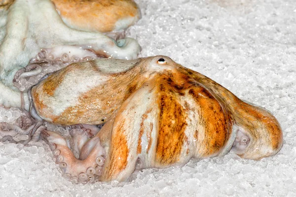 Fresh octopus at the market — Stock Photo, Image