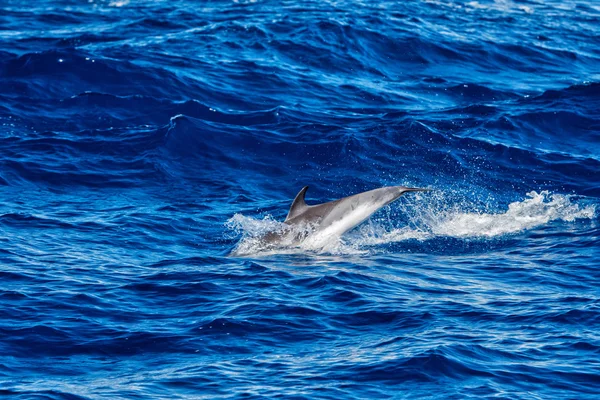 Delfiner mens hoppe i det dybe blå hav - Stock-foto