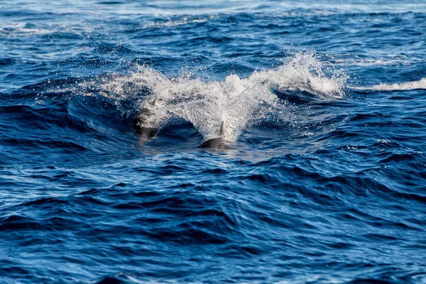 Dolphins while jumping in the deep blue sea — Stock Photo, Image