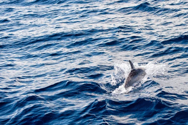 Delfines mientras saltan en el mar azul profundo — Foto de Stock