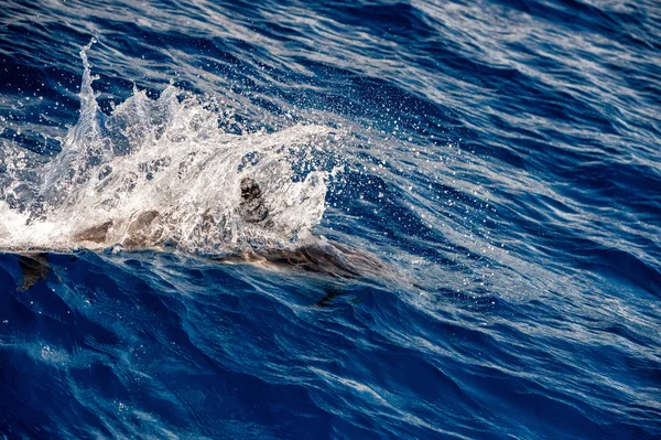 Delfines mientras saltan en el mar azul profundo —  Fotos de Stock