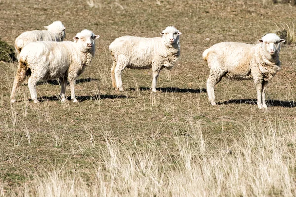 Rebanho de ovelhas na patagônia grama fundo — Fotografia de Stock