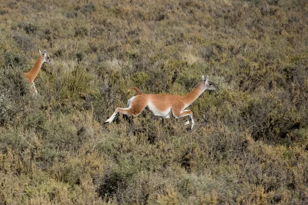 Guanako portret w Patagonii Argentyna — Zdjęcie stockowe