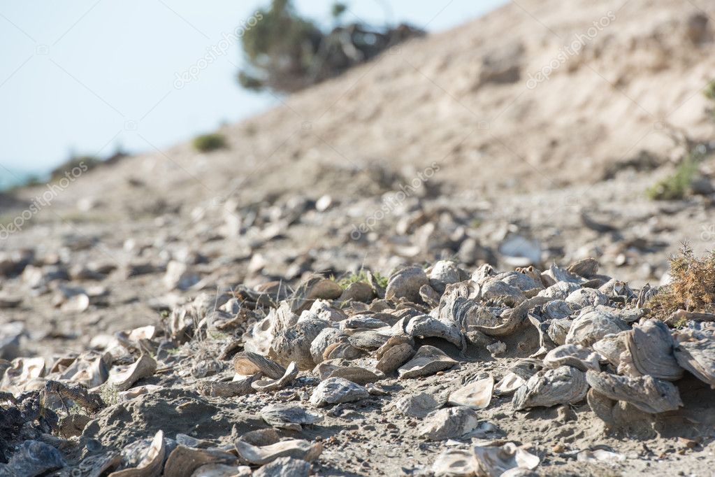 billion year old shells on the beach