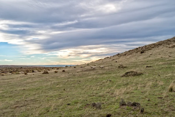 Sheep flock on patagonia grass background — Stock Photo, Image