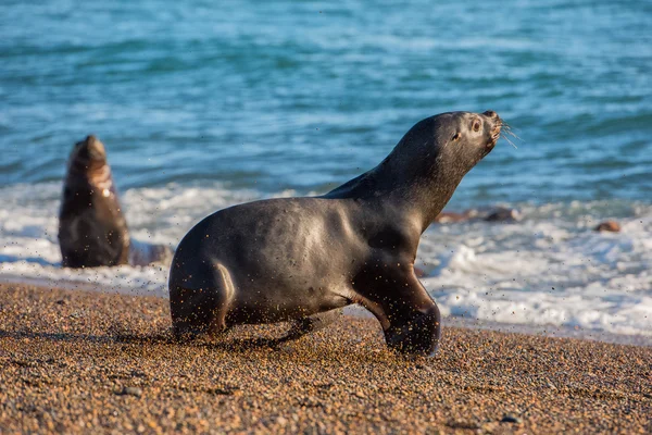 Sea lion on the beach in Patagonia — Stock Photo, Image