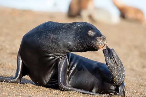 Foca león marino hembra con aleta en la Patagonia —  Fotos de Stock