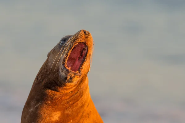 León marino en la playa en Patagonia — Foto de Stock