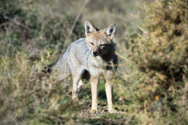 Сіра лисиця полювання на траву — стокове фото