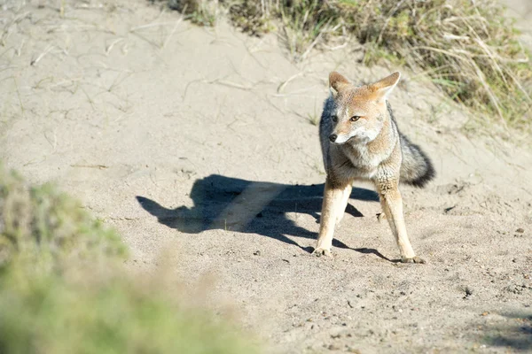 Zorro gris cazando en la hierba — Foto de Stock