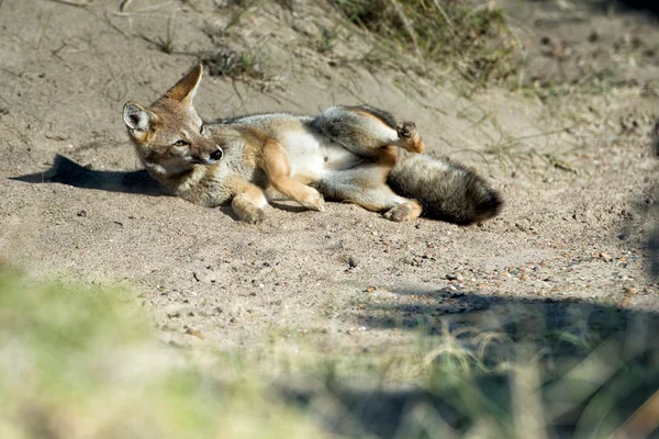 Raposa cinza caça na grama — Fotografia de Stock