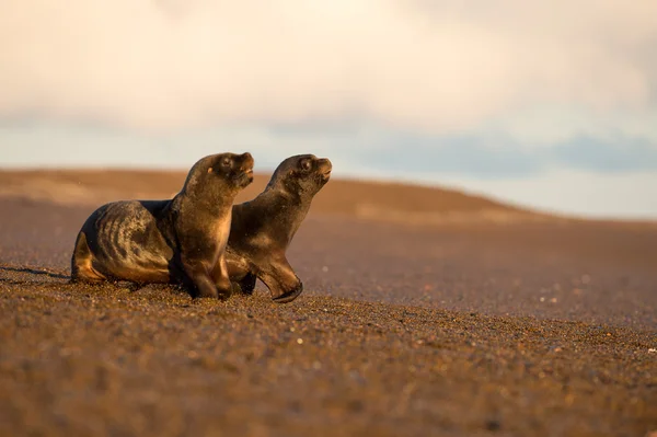 Baby sea lion na pláži v Patagonii Stock Fotografie