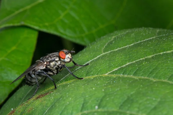 Mosca isolada no fundo verde — Fotografia de Stock